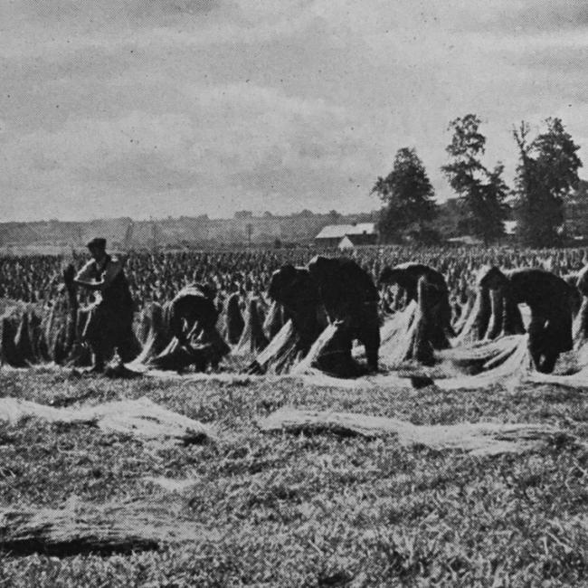 Stacking flax, from This Is Ulster (1953)